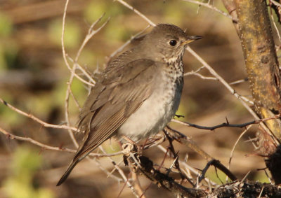 Gray-cheeked Thrush