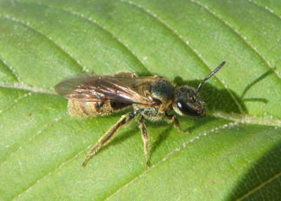 Lasioglossum cressonii/bruneri complex; Metallic Sweat Bee species