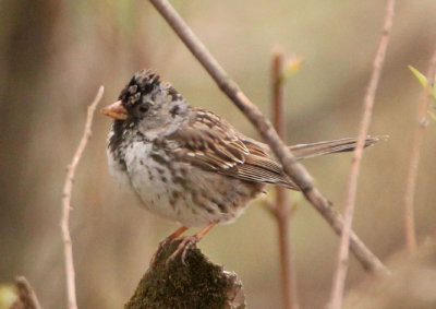 Harris's Sparrow; transitional