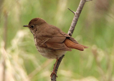 Hermit Thrush