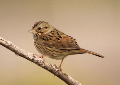 Lincoln's Sparrow