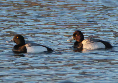 Greater (left) and Lesser Scaup; males