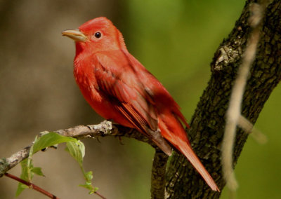 Summer Tanager; male