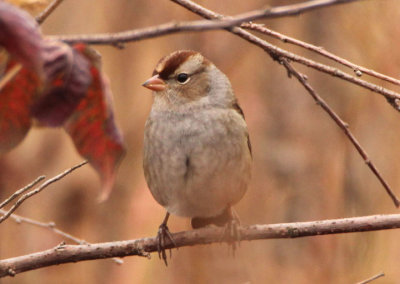 White-crowned Sparrow; immature