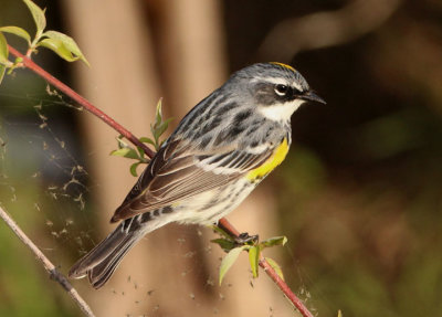 Yellow-rumped Myrtle Warbler; breeding male