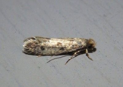 0412 - Niditinea orleansella; Clothes Moth species