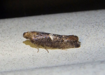 2490 - Acrolepiopsis incertella; Carrionflower Moth