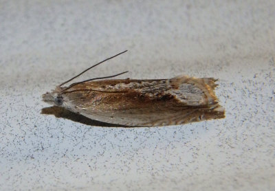3379 - Ancylis diminuatana; Tortricid Moth species