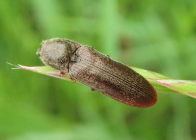 Gambrinus griseus; Click Beetle species