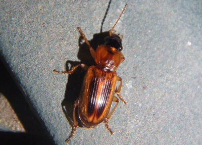 Stenolophus comma; Seedcorn Beetle species