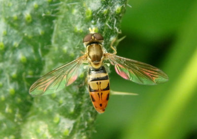 Toxomerus marginatus; Syrphid Fly species