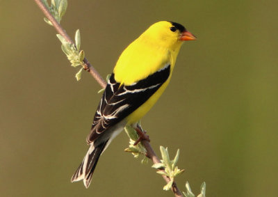 American Goldfinch; breeding male
