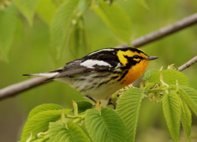 Blackburnian Warbler; male