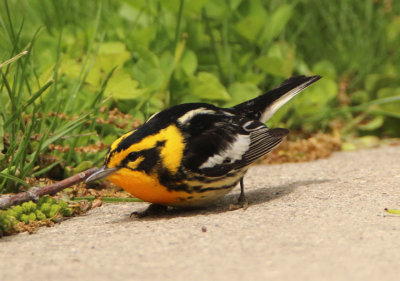 Blackburnian Warbler; male