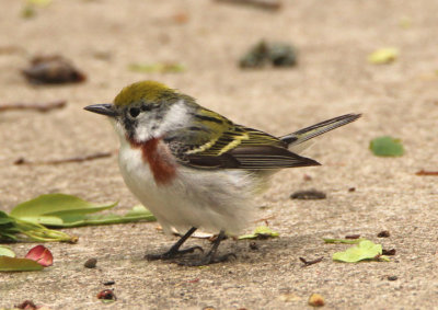 Chestnut-sided Warbler; female