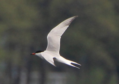 Common Tern; breeding