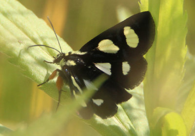 9318 - Alypia langtoni; Langton's Forester Moth; male