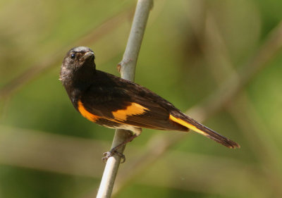 American Redstart; male
