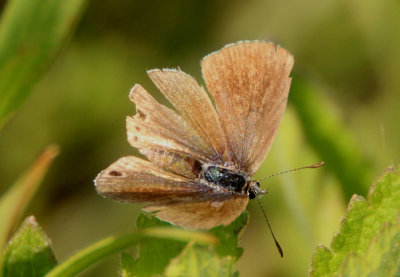 Echinargus isola; Reakirt's Blue; female