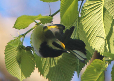 Golden-winged Warbler; male