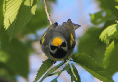 Golden-winged Warbler; male