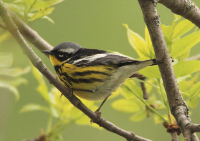 Magnolia Warbler; male