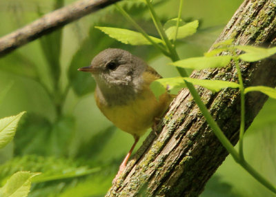 Mourning Warbler; female