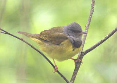 Mourning Warbler; male