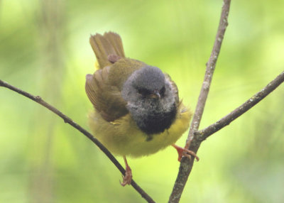 Mourning Warbler; male