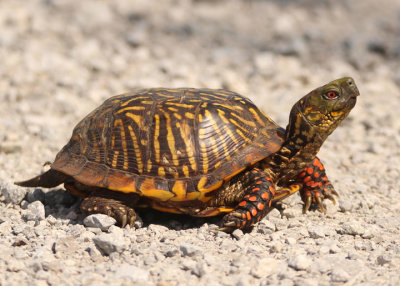 Ornate Box Turtle