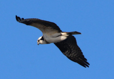 Osprey