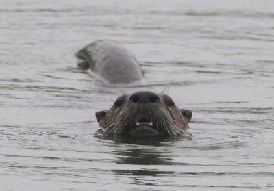 River Otter