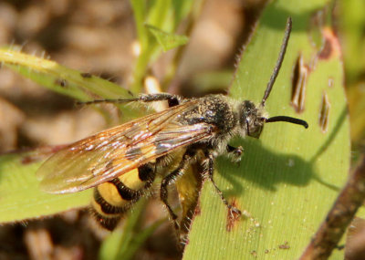 Dielis plumipes confluenta; Feather-legged Scoliid Wasp species; male