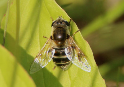 Eristalis stipator; Syrphid Fly species; female