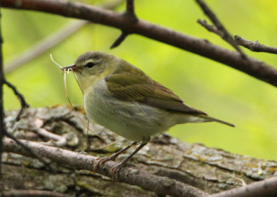 Tennessee Warbler; female