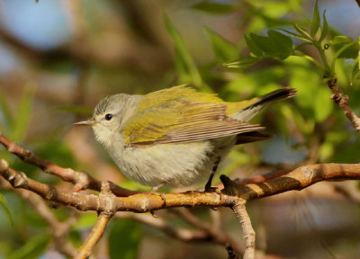 Tennessee Warbler; male