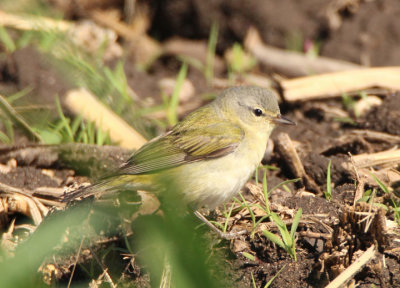 Tennessee Warbler; male
