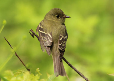 Yellow-bellied Flycatcher