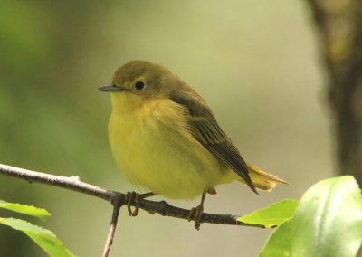 Yellow Warbler; female