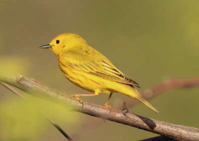 Yellow Warbler; male