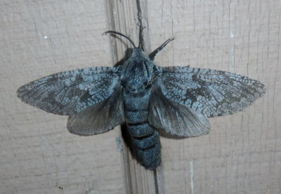 2693 - Prionoxystus robiniae; Carpenterworm Moth