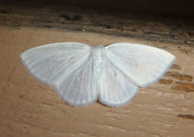 6678 - Cabera variolaria; The Vestal