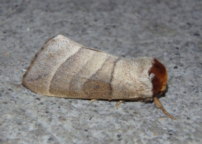 7907 - Datana integerrima; Walnut Caterpillar Moth
