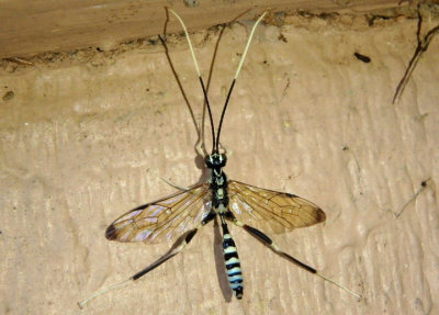 Arotes amoenus; Ichneumon Wasp species; male