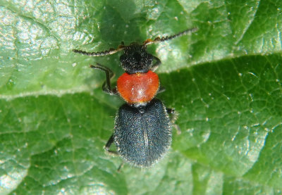 Collops tricolor; Soft-winged Flower Beetle species; female