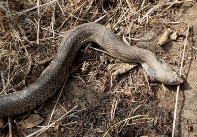 Eastern Hognose