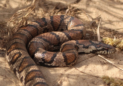 Eastern Milksnake