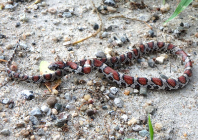 Eastern Milksnake; juvenile