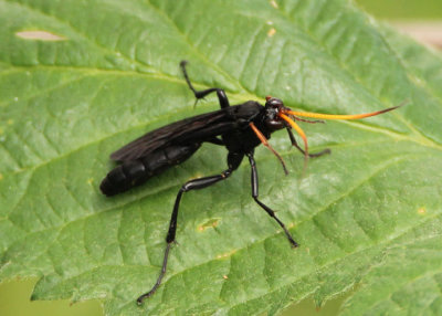 Gnamptopelta obsidianator; Ichneumon Wasp species