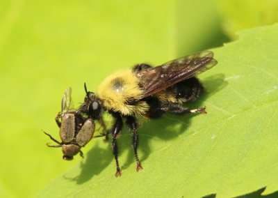 Laphria thoracica; Robber Fly species